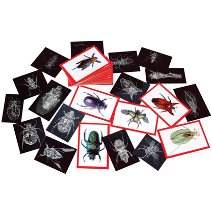 Insect X-Rays and Picture Cards, Nature Cards for Kids