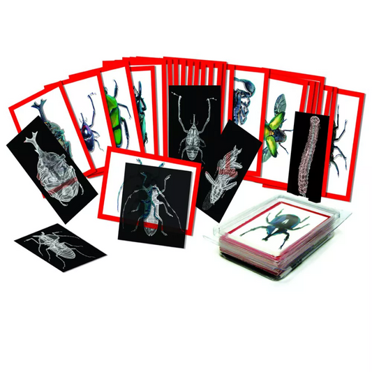 Insect X-Rays and Picture Cards, Nature Cards for Kids