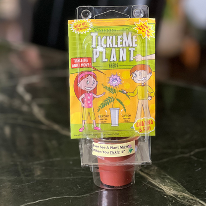tickle plant seeds TickleMe Plant Mini Greenhouse Party Favor, Grow Your Own Plant – EscapadeWarehouse