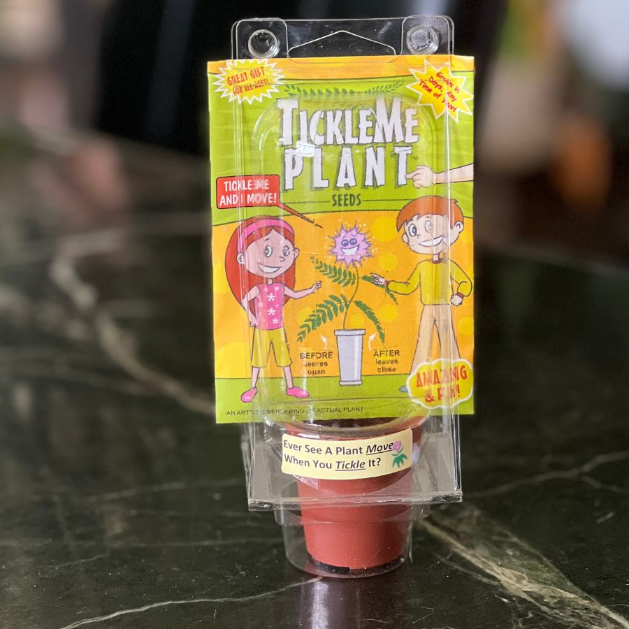 TickleMe Plant Mini Greenhouse Party Favor, Grow Your Own Plant