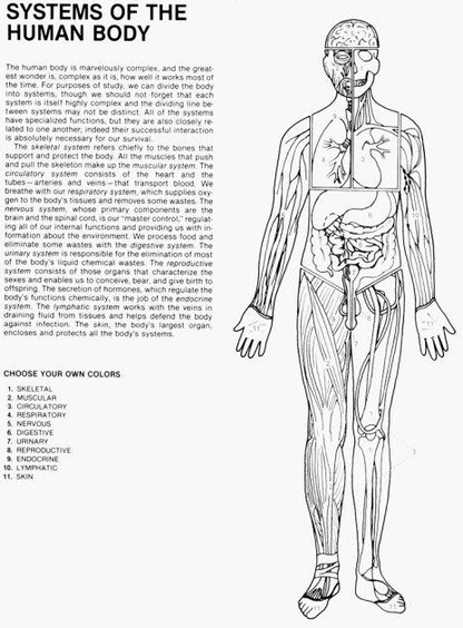 Human Anatomy Coloring Book