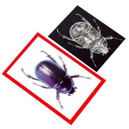 Insect X-Rays and Picture Cards, Nature Cards for Kids