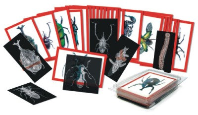 Insect X-Rays and Picture Cards, Nature Cards for Kids