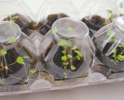 Wonder Soil Sprout House (Seed Starting Kit)