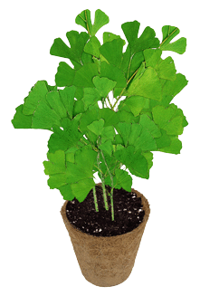 Grow Your Own Ginkgo Tree Kit by DuneCraft