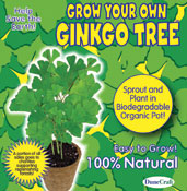 Grow Your Own Ginkgo Tree Kit by DuneCraft