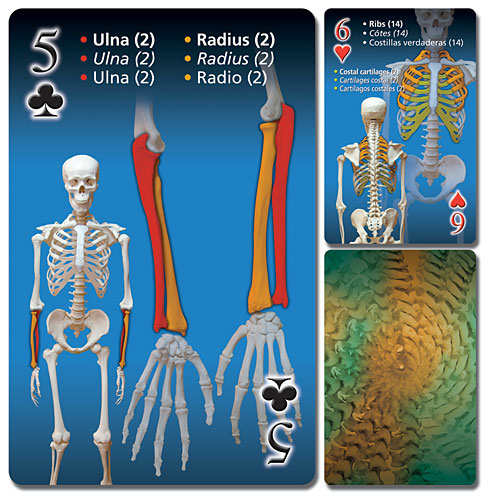 Human Skeleton Playing Cards