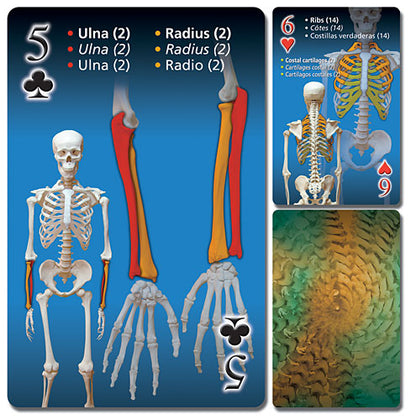 Human Skeleton Playing Cards