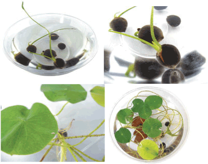 Grow Your Own Lily Pad, Bags of Knowledge Science Kit