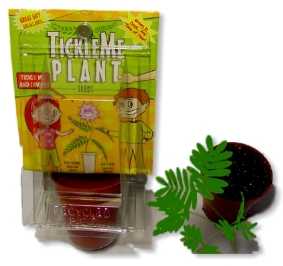 TickleMe Plant Mini Greenhouse Party Favor, Grow Your Own Plant