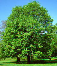 Tree in a Box - Red Maple, Grow Your Own Tree