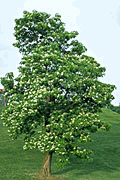 Tree in a Box, Flowering Catalpa, Grow Your Own Tree