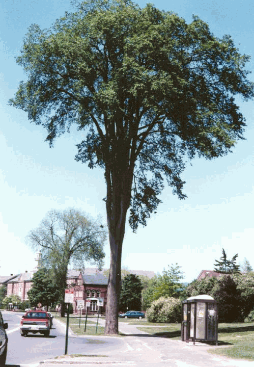 Tree in a Box, American Elm, Grow Your Own Tree